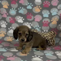 Longhair Summer, a female Miniature Dachshund for sale in Fitzgerald, GA – Photo 5 of 10