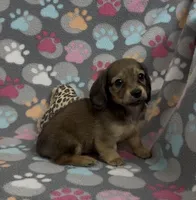 Longhair Summer, a female Miniature Dachshund for sale in Fitzgerald, GA – Photo 4 of 10
