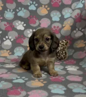 Longhair Summer, a female Miniature Dachshund for sale in Fitzgerald, GA – Photo 7 of 10