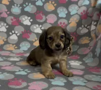 Longhair Summer, a female Miniature Dachshund for sale in Fitzgerald, GA – Photo 6 of 10
