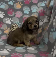 Longhair Summer, a female Miniature Dachshund for sale in Fitzgerald, GA – Photo 3 of 10