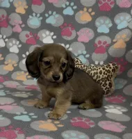 Longhair Summer, a female Miniature Dachshund for sale in Fitzgerald, GA – Photo 9 of 10