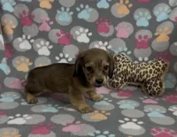 Longhair Summer, a female Miniature Dachshund for sale in Fitzgerald, GA – Photo 2 of 10