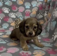 Longhair Summer, a female Miniature Dachshund for sale in Fitzgerald, GA – Photo 1 of 10