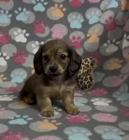 Longhair Summer, a female Miniature Dachshund for sale in Fitzgerald, GA – Photo 8 of 10
