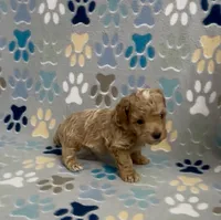 Garth, a male Poodle - Toy  for sale in Fitzgerald, GA – 9 of 10