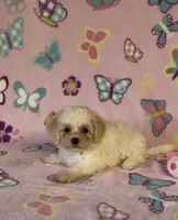 Risa , a female Maltipoo for sale in Fitzgerald, GA – 3 of 10