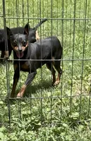 Tiny Emma, a female Miniature Pinscher for sale in Fitzgerald, GA – 3 of 4