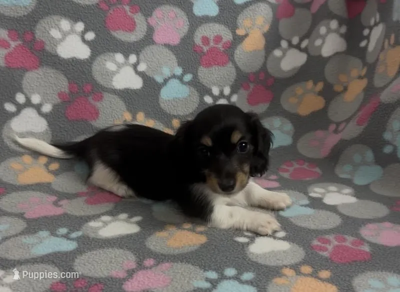 Longhair Pasha – Miniature Dachshund puppy for sale in Fitzgerald, GA