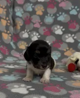 Longhair Pasha, a female Miniature Dachshund for sale in Fitzgerald, GA – Photo 3 of 6