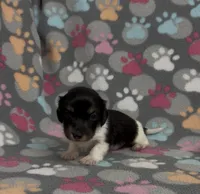 Longhair Pasha, a female Miniature Dachshund for sale in Fitzgerald, GA – Photo 6 of 6