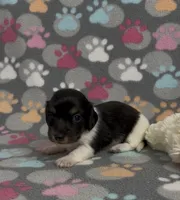 Longhair Pasha, a female Miniature Dachshund for sale in Fitzgerald, GA – Photo 1 of 6