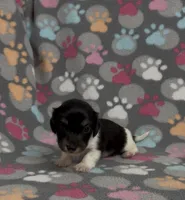 Longhair Pasha, a female Miniature Dachshund for sale in Fitzgerald, GA – Photo 4 of 6