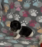 Longhair Pasha, a female Miniature Dachshund for sale in Fitzgerald, GA – Photo 2 of 6