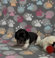 Longhair Pasha, a female Miniature Dachshund for sale in Fitzgerald, GA – Photo 5 of 6