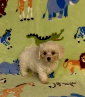 Royal, a male Maltipoo for sale in Fitzgerald, GA – 10 of 10