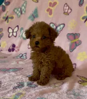 Tiny Pixie, a female Poodle - Toy  for sale in Fitzgerald, GA – 4 of 8
