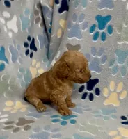 Gage, a male Poodle - Toy  for sale in Fitzgerald, GA – 5 of 8
