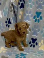 Fajita, a male Poodle - Toy  for sale in Fitzgerald, GA – 2 of 8