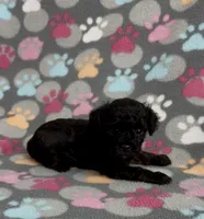 Gabi, a female Poodle - Toy  for sale in Fitzgerald, GA – 3 of 10