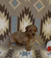 Precious, a female Poodle - Toy  for sale in Fitzgerald, GA – 7 of 7