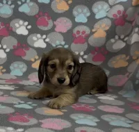 Longhair Sunny, a male Miniature Dachshund for sale in Fitzgerald, GA – Photo 8 of 9