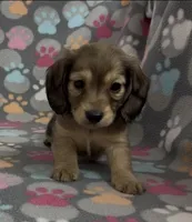 Longhair Sunny, a male Miniature Dachshund for sale in Fitzgerald, GA – Photo 1 of 9