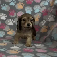 Longhair Sunny, a male Miniature Dachshund for sale in Fitzgerald, GA – Photo 5 of 9