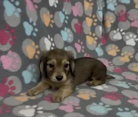 Longhair Sunny, a male Miniature Dachshund for sale in Fitzgerald, GA – Photo 3 of 9