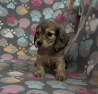 Longhair Sunny, a male Miniature Dachshund for sale in Fitzgerald, GA – Photo 4 of 9