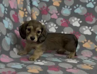Longhair Sunny, a male Miniature Dachshund for sale in Fitzgerald, GA – Photo 7 of 9