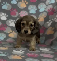 Longhair Sunny, a male Miniature Dachshund for sale in Fitzgerald, GA – Photo 6 of 9