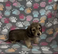 Longhair Sunny, a male Miniature Dachshund for sale in Fitzgerald, GA – Photo 2 of 9