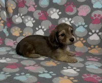 Longhair Sunny, a male Miniature Dachshund for sale in Fitzgerald, GA – Photo 9 of 9