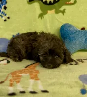 Rusty, a male Maltipoo for sale in Fitzgerald, GA – 3 of 6