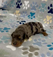 Longhair Dorian, a male Miniature Dachshund for sale in Fitzgerald, GA – 4 of 5