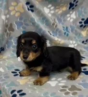 Longhair Ace, a male Miniature Dachshund for sale in Fitzgerald, GA – 4 of 5