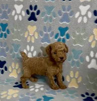 Fajita, a male Poodle - Toy  for sale in Fitzgerald, GA – 5 of 8