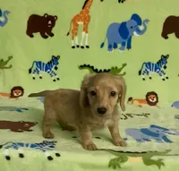 Longhair Diesel , a male Miniature Dachshund for sale in Fitzgerald, GA – 2 of 8