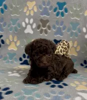 Raney, a female Poodle - Toy  for sale in Fitzgerald, GA – 2 of 4