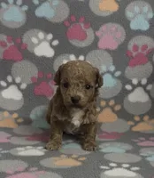 Georgia, a female Poodle - Toy  for sale in Fitzgerald, GA – Photo 4 of 4