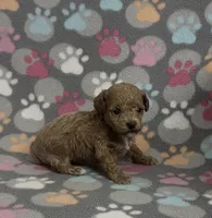 Georgia, a female Poodle - Toy  for sale in Fitzgerald, GA – Photo 2 of 4