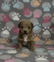 Georgia, a female Poodle - Toy  for sale in Fitzgerald, GA – Photo 3 of 4