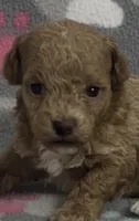 Georgia, a female Poodle - Toy  for sale in Fitzgerald, GA – Photo 1 of 4
