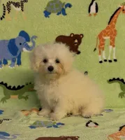 Ricky, a male Maltipoo for sale in Fitzgerald, GA – 4 of 7