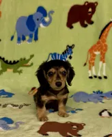 Longhair Danny, a male Miniature Dachshund for sale in Fitzgerald, GA – 3 of 8
