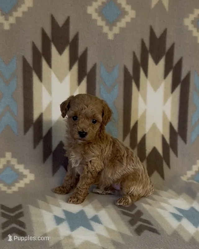 Precious – Poodle - Toy  puppy for sale in Fitzgerald, GA