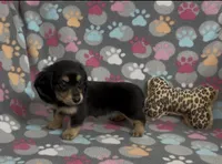Longhair Starr, a female Miniature Dachshund for sale in Fitzgerald, GA – Photo 8 of 10