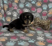 Longhair Starr, a female Miniature Dachshund for sale in Fitzgerald, GA – Photo 3 of 10