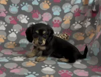 Longhair Starr, a female Miniature Dachshund for sale in Fitzgerald, GA – Photo 1 of 10